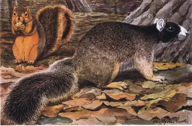 Scoiattolo volpe, colori variabili - nero al sud, ruggine al nord